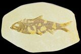 Fossil Fish (Knightia) - Green River Formation #126503-1